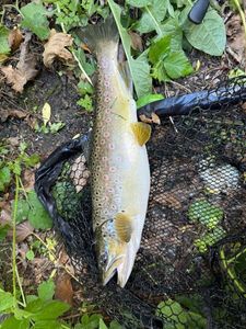 Brown Trout