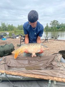 Common Carp