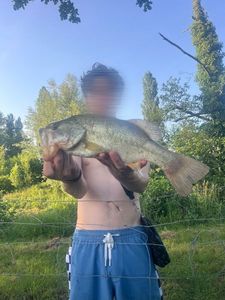 Largemouth Bass