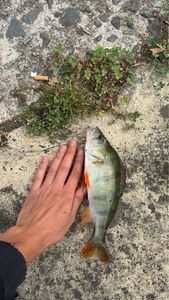 European Perch