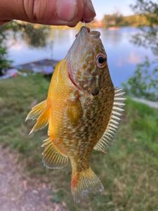 Green Sunfish