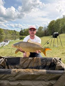 Common Carp