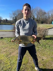 Common Carp