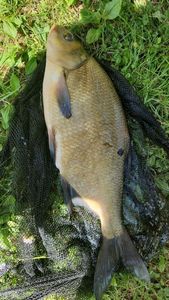 Common Bream