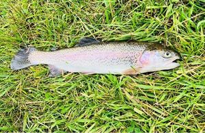 Rainbow Trout