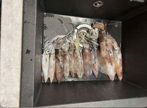 European Squid