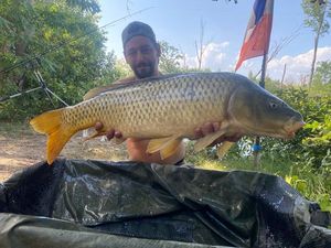 Common Carp