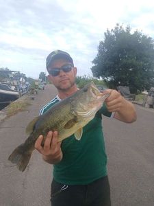 Largemouth Bass