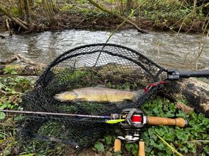 Brown Trout