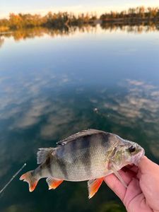European Perch