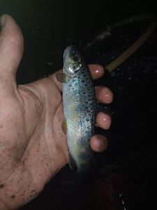 Brown Trout