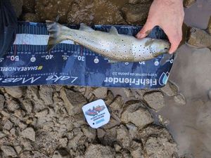 Brown Trout