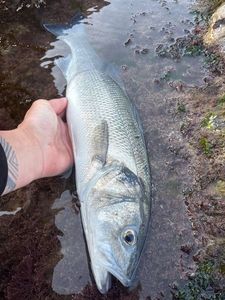 European Bass (Seabass)