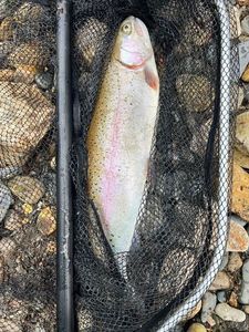 Rainbow Trout