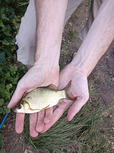 Crucian Carp