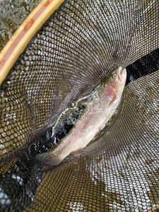 Rainbow Trout