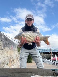 Common Carp