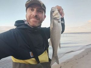 European Bass (Seabass)