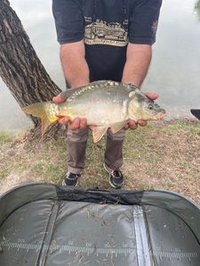 Mirror Carp