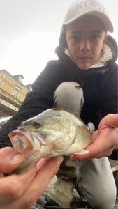 Largemouth Bass