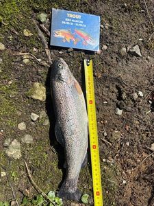 Rainbow Trout