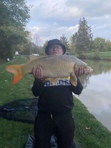 Common Carp