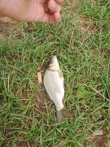 Crucian Carp