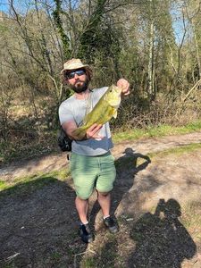 Largemouth Bass