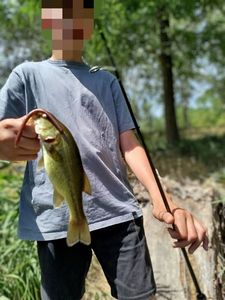 Largemouth Bass