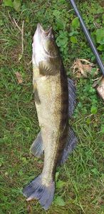 Zander