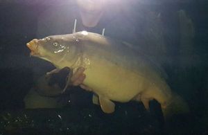 Mirror Carp