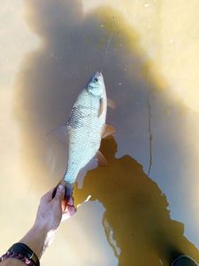 Common Bream