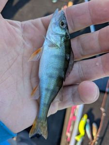 European Perch