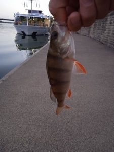 European Perch