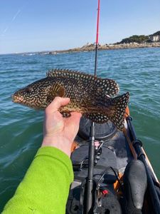 Ballan Wrasse