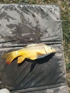 Leather Carp