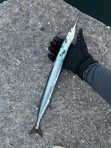 Garfish
