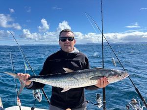 Narrowbarred Mackerel