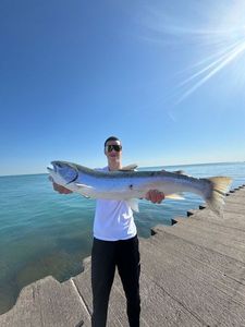 Rainbow Trout