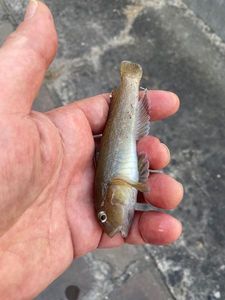 Giant Goby