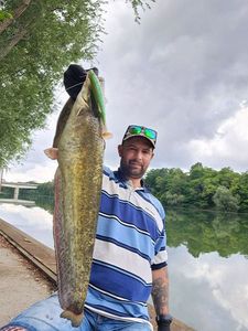 Wels