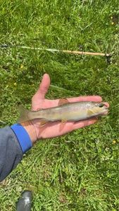 Brown Trout