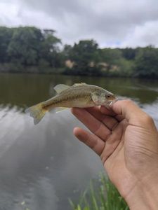 Largemouth Bass