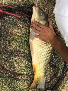 Common Carp