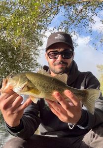 Largemouth Bass