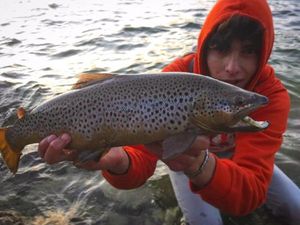 Brown Trout