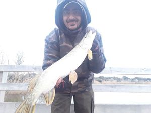 Northern Pike
