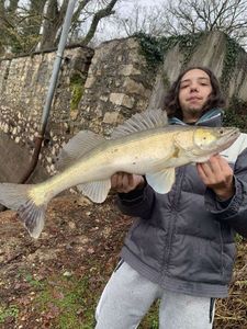 Zander