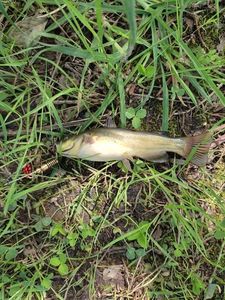 Black Bullhead