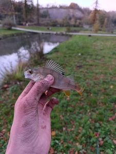 European Perch